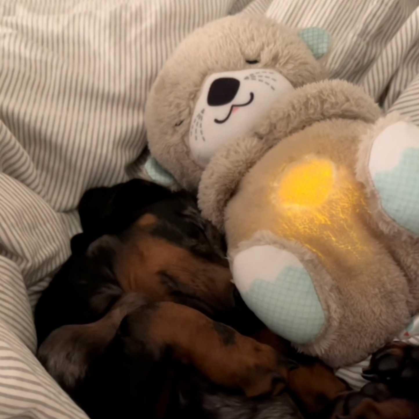 Chewpie Calming Breathing Otter