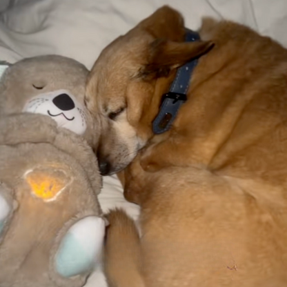 Chewpie Calming Breathing Otter