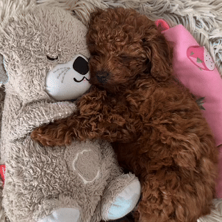 Chewpie Calming Breathing Otter